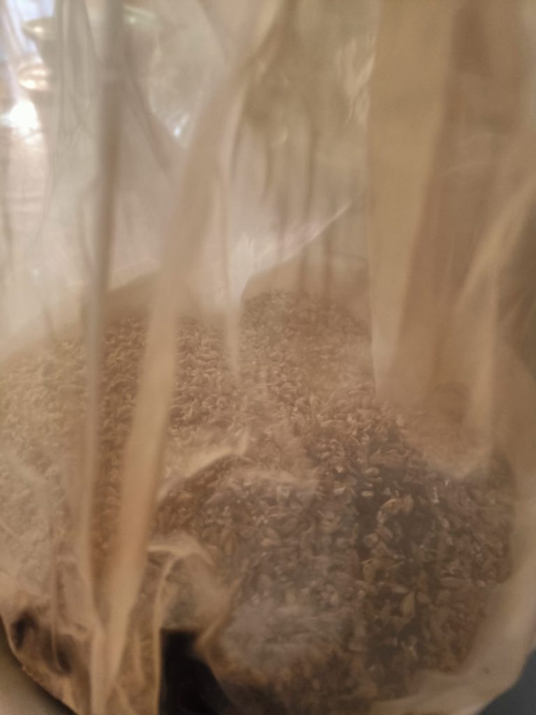 Receta de cerveza Dry Stout